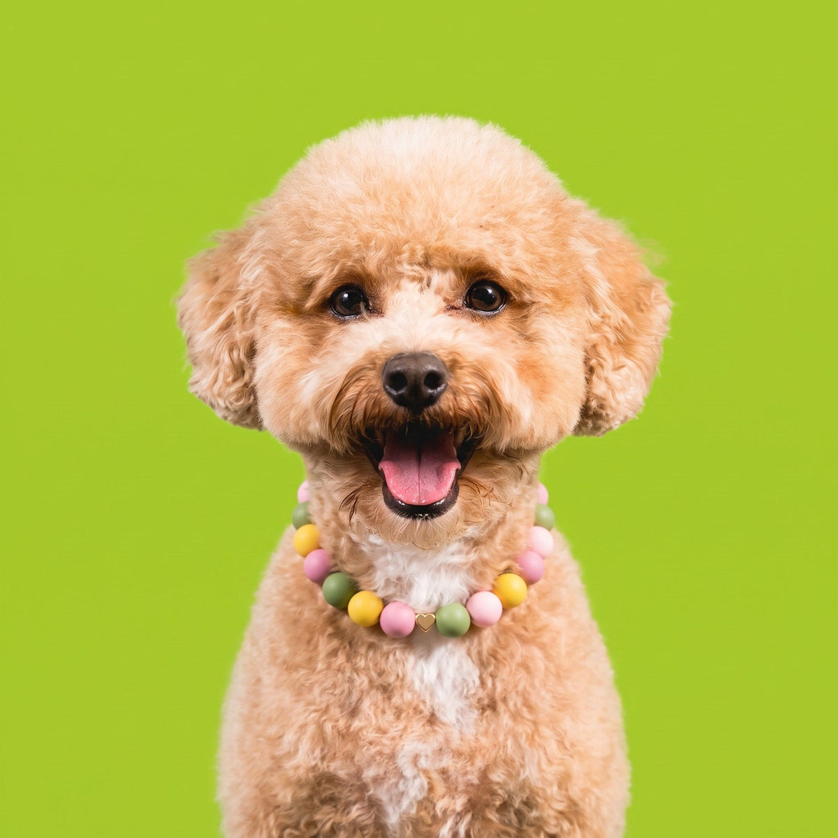 Nugz the goldendoodle wearing the Gemmies Fall Candy beaded collar