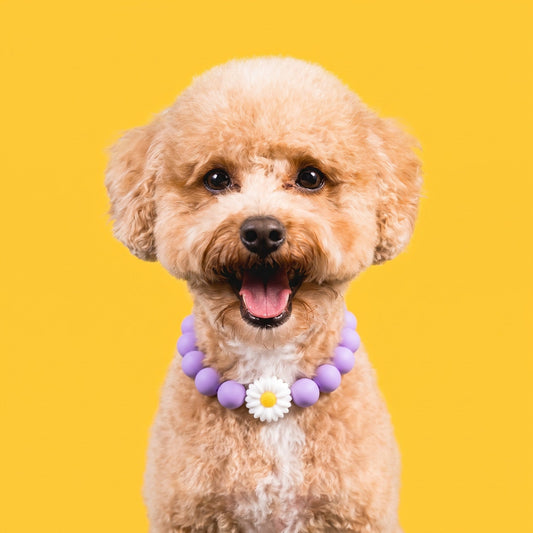 Nugz the goldendoodle wearing the Gemmies Lavender Lady beaded collar