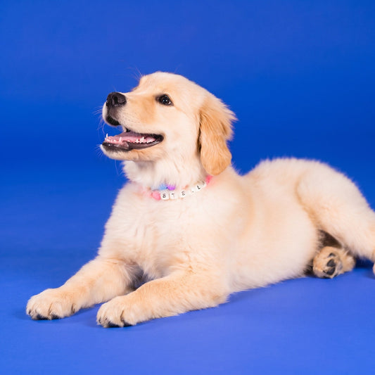 A golden puppy wearing a Gemmies beaded collar on a candy-colored studio backdrop