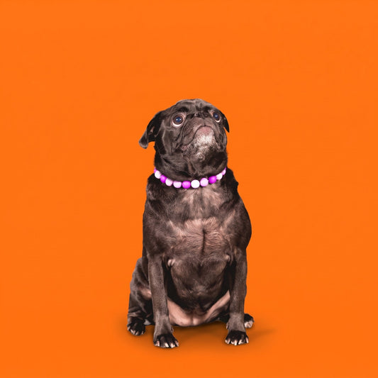A pug wearing a Gemmies beaded collar on a candy-colored studio backdrop