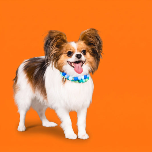 A papillon wearing a Gemmies beaded collar on a candy-colored studio backdrop