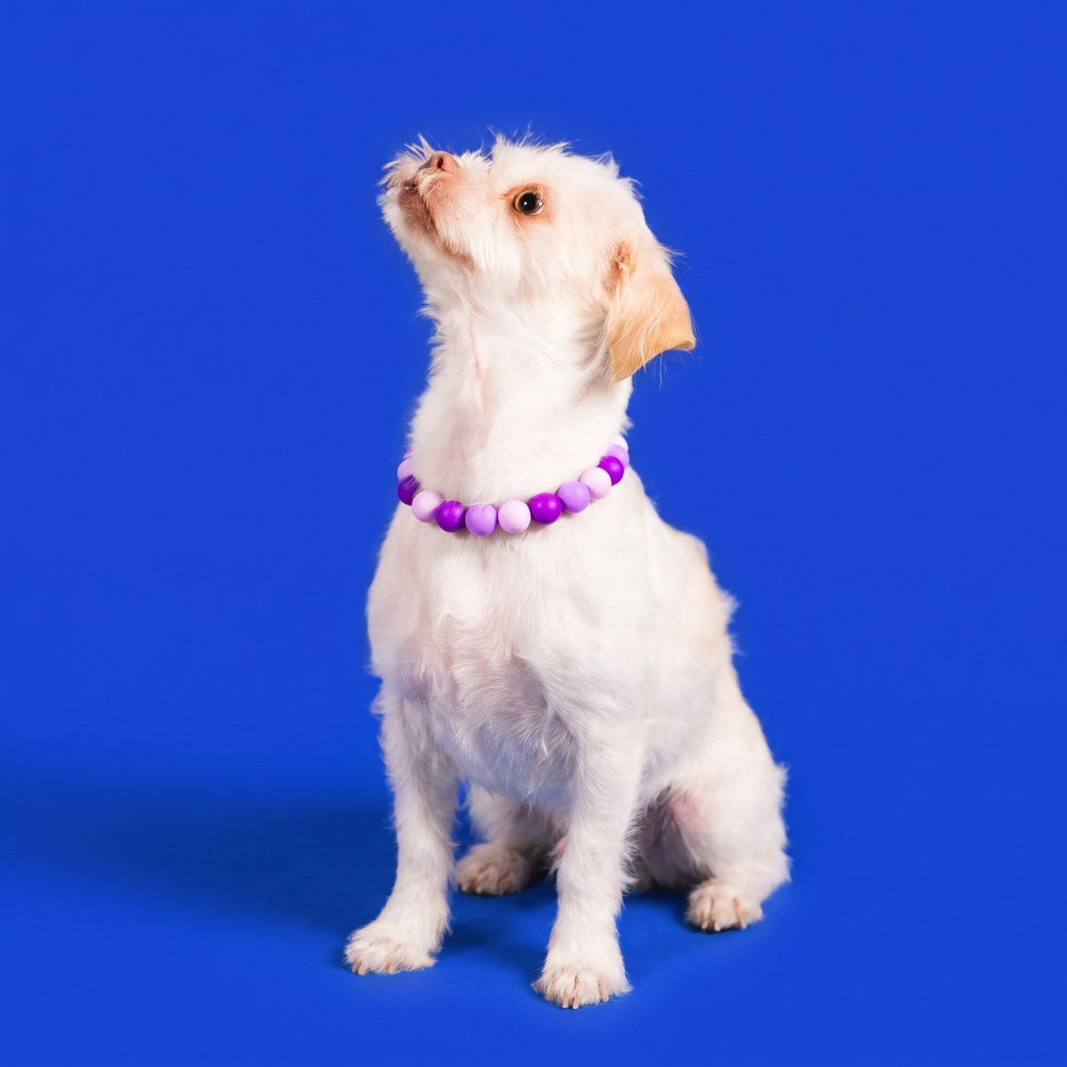 A small white dog wearing a Gemmies beaded collar on a candy-colored studio backdrop