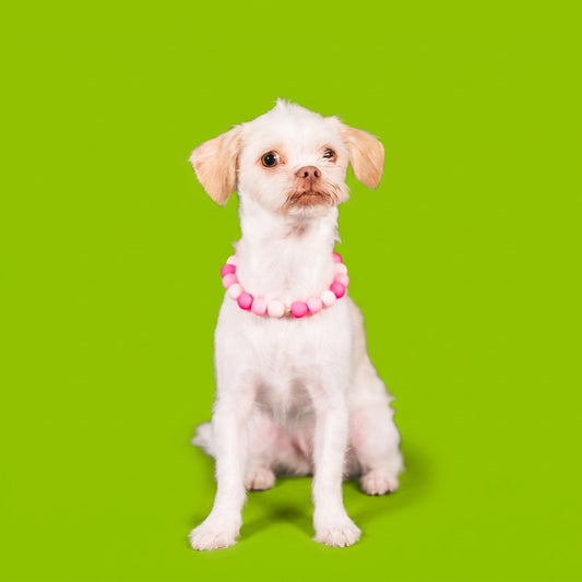 A small white dog wearing a Gemmies beaded collar on a candy-colored studio backdrop