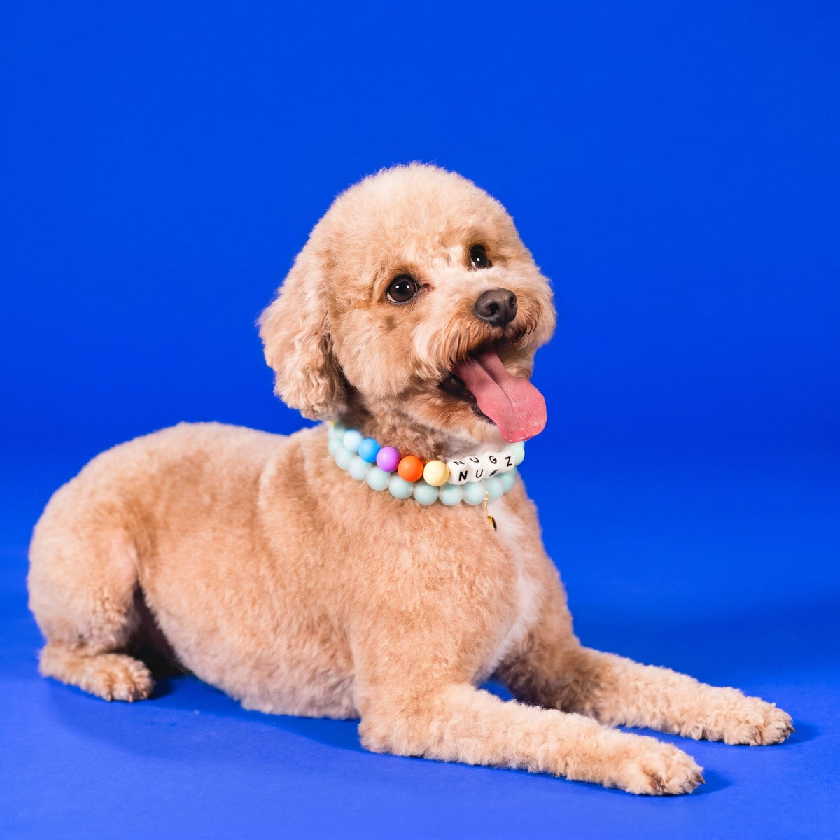 A goldendoodle wearing a Gemmies beaded collar on a candy-colored studio backdrop