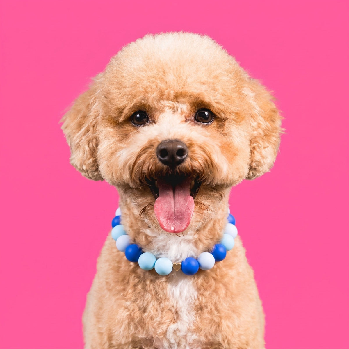 Nugz the goldendoodle wearing the Gemmies Baby Blues beaded collar