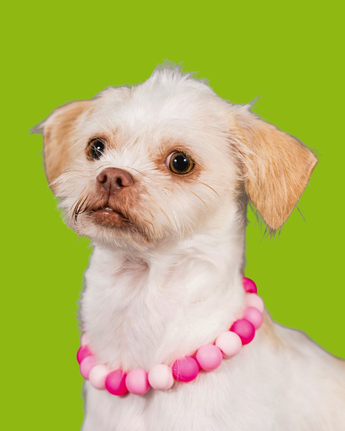 Small white dog wearing a pink Gemmies collar on a lime backdrop