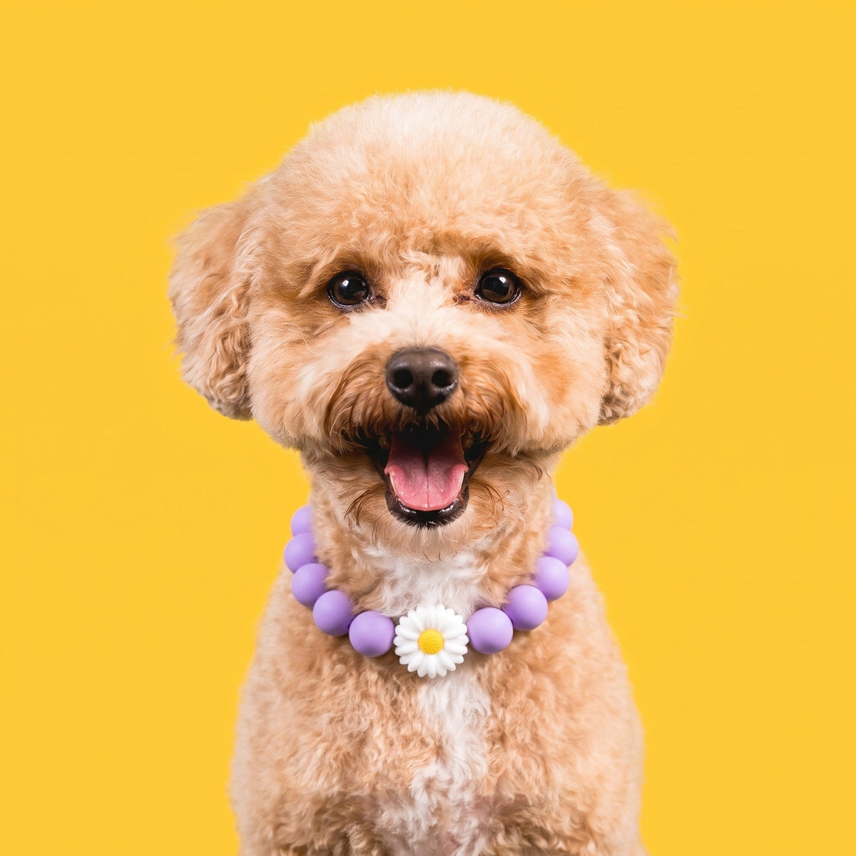 Nugz the goldendoodle wearing the Gemmies Lavender Lady beaded collar