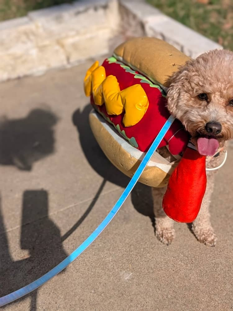 Hot dog days