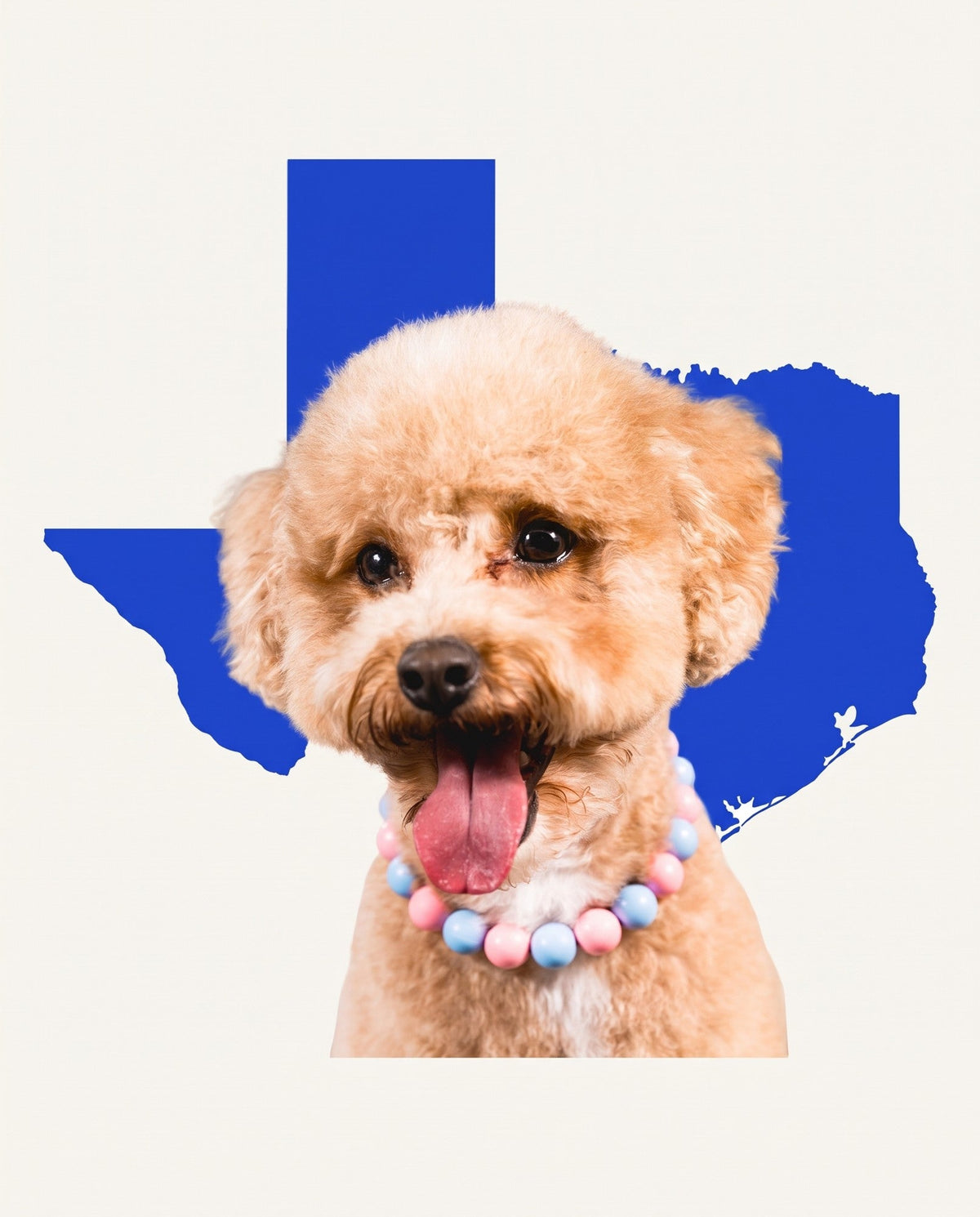 Nugz the micro goldendoodle in front of a cobalt silhouette of Texas