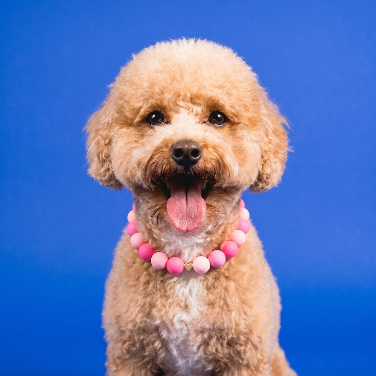 Nugz the goldendoodle wearing the Gemmies Pink Princess beaded collar
