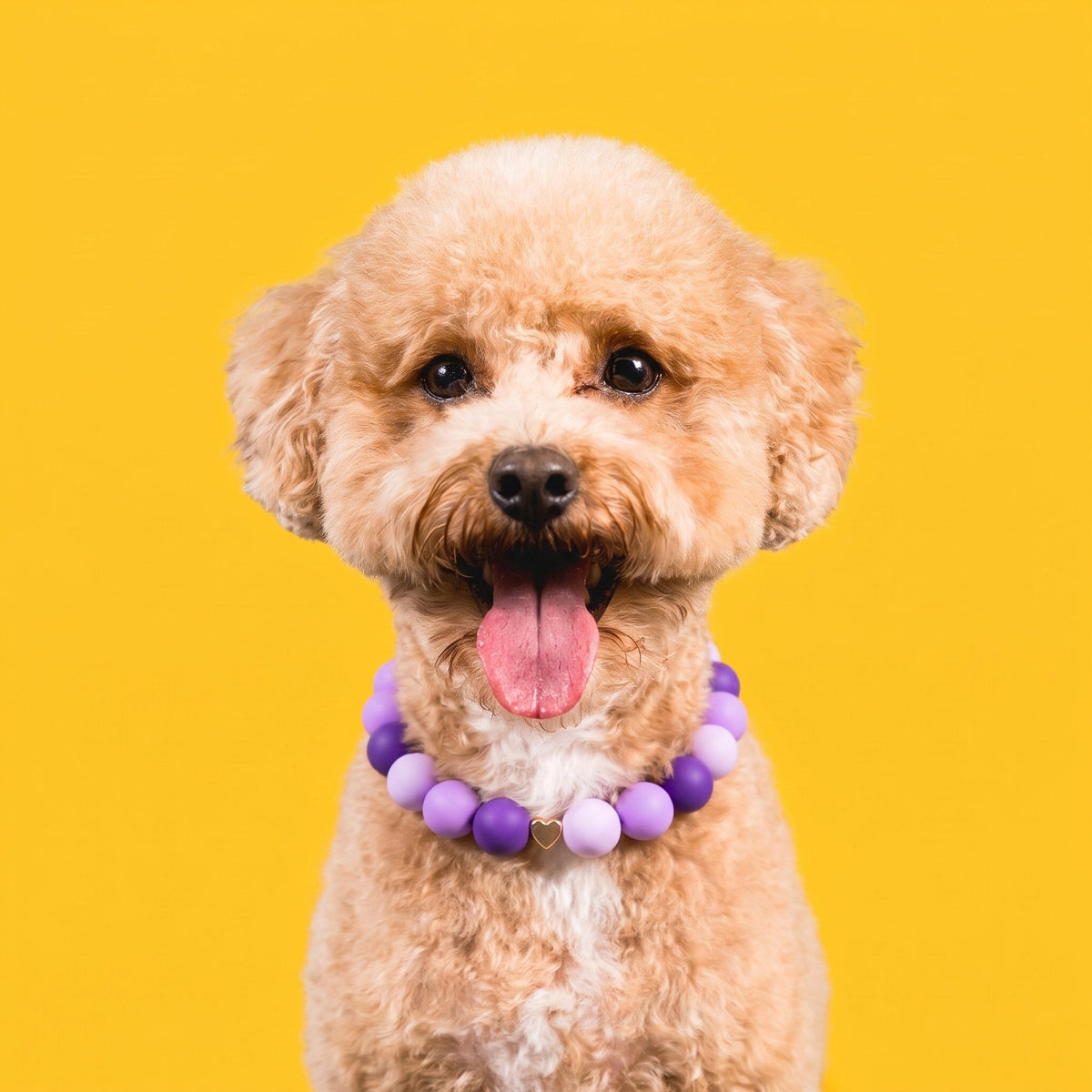 Nugz the goldendoodle wearing the Gemmies Purple Play beaded collar