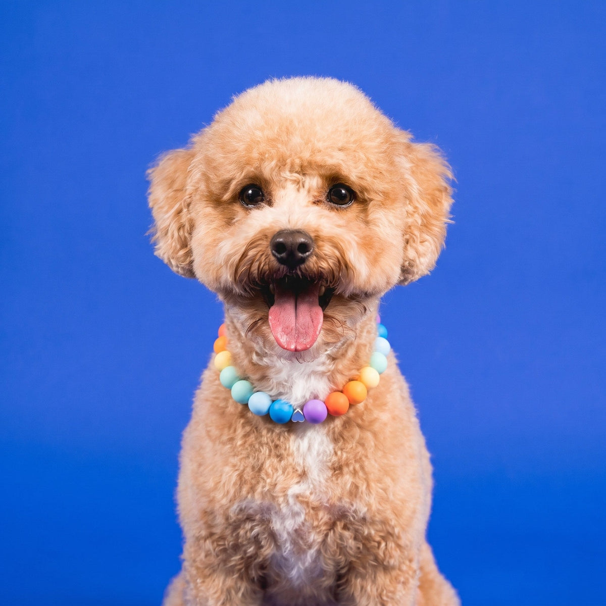 Nugz the goldendoodle wearing the Gemmies Sherbet Signature beaded collar