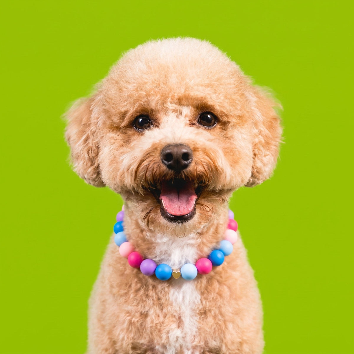 Nugz the goldendoodle wearing the Gemmies Sorbet Signature beaded collar