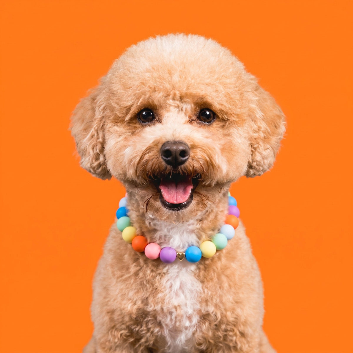 Nugz the goldendoodle wearing the Gemmies Spring Candy beaded collar