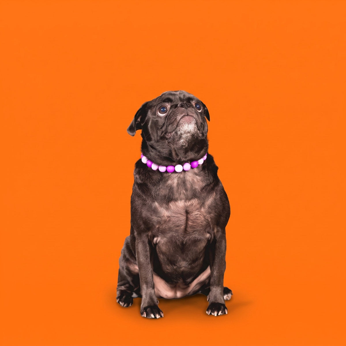 A pug wearing a Gemmies beaded collar on a candy-colored studio backdrop