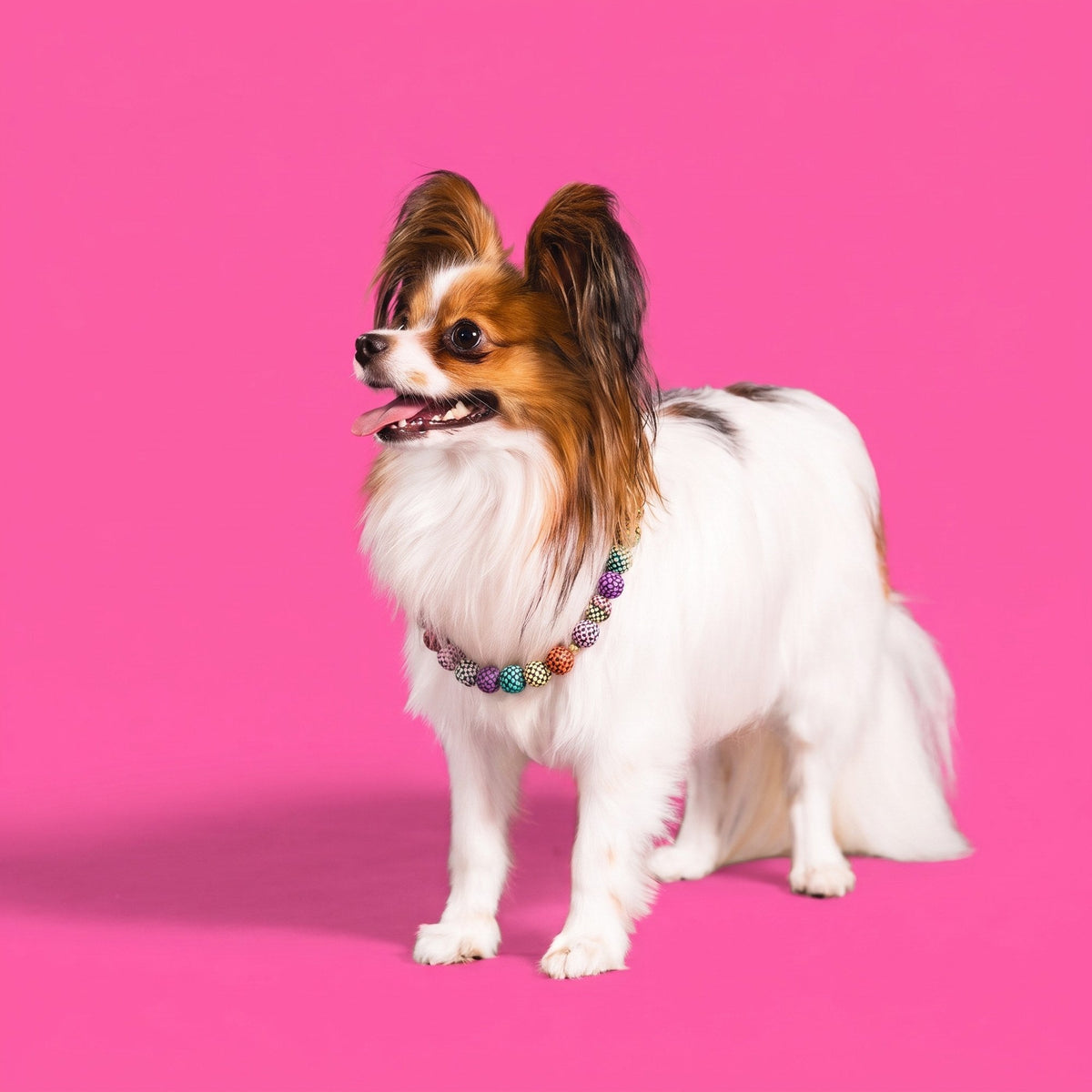 A papillon wearing a Gemmies beaded collar on a candy-colored studio backdrop