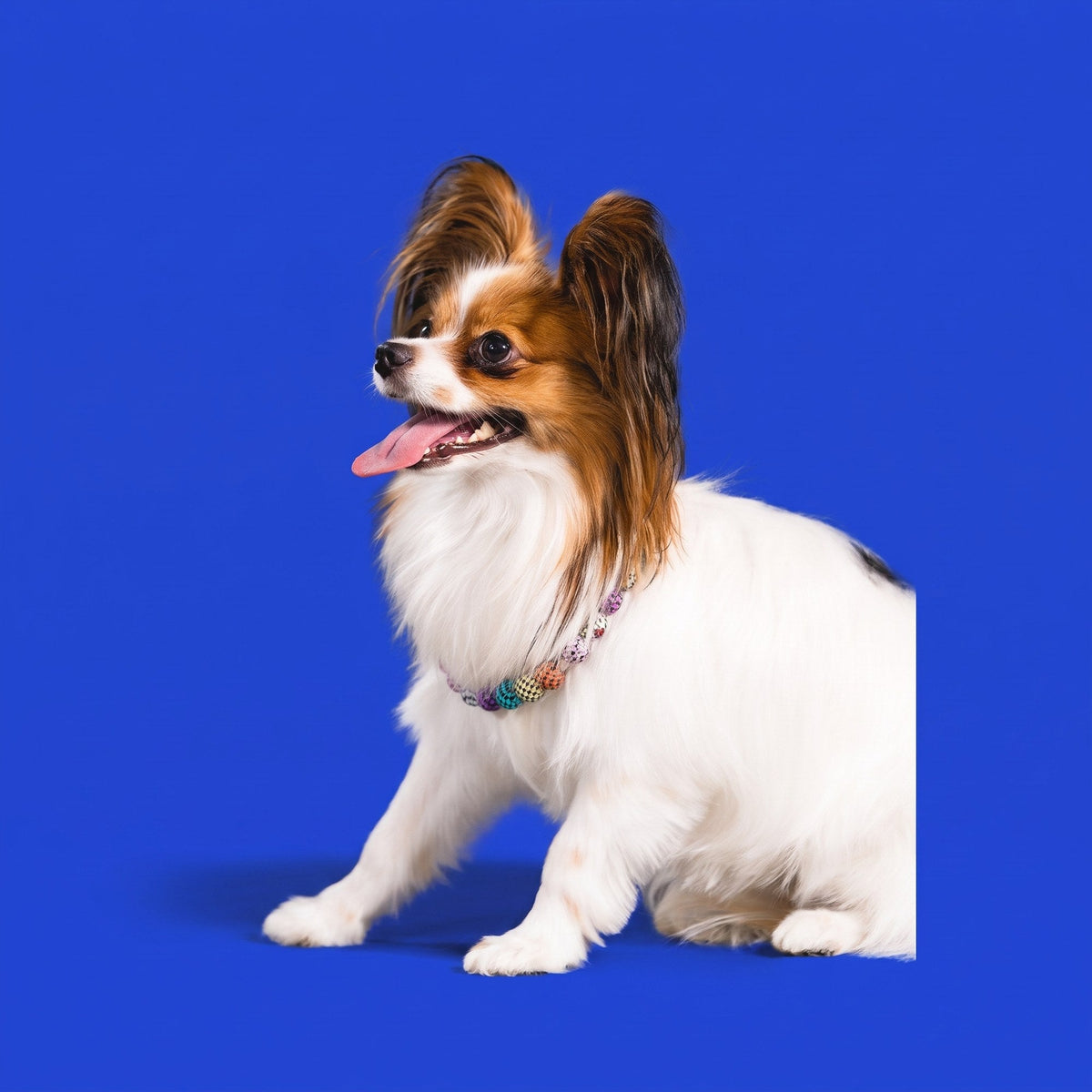 A papillon wearing a Gemmies beaded collar on a candy-colored studio backdrop