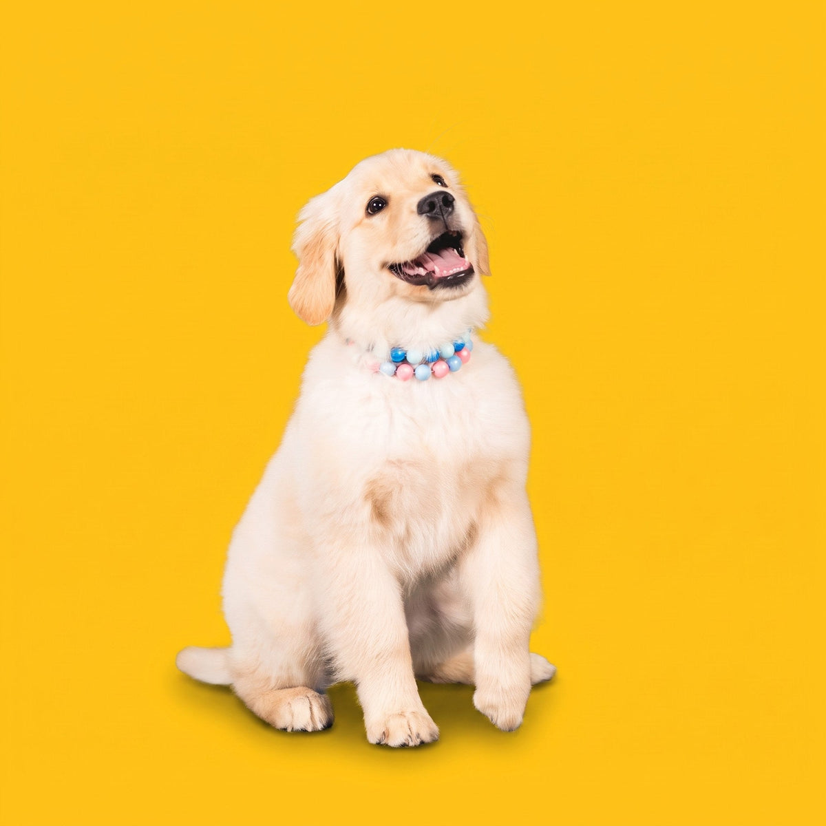 A golden puppy wearing a Gemmies beaded collar on a candy-colored studio backdrop