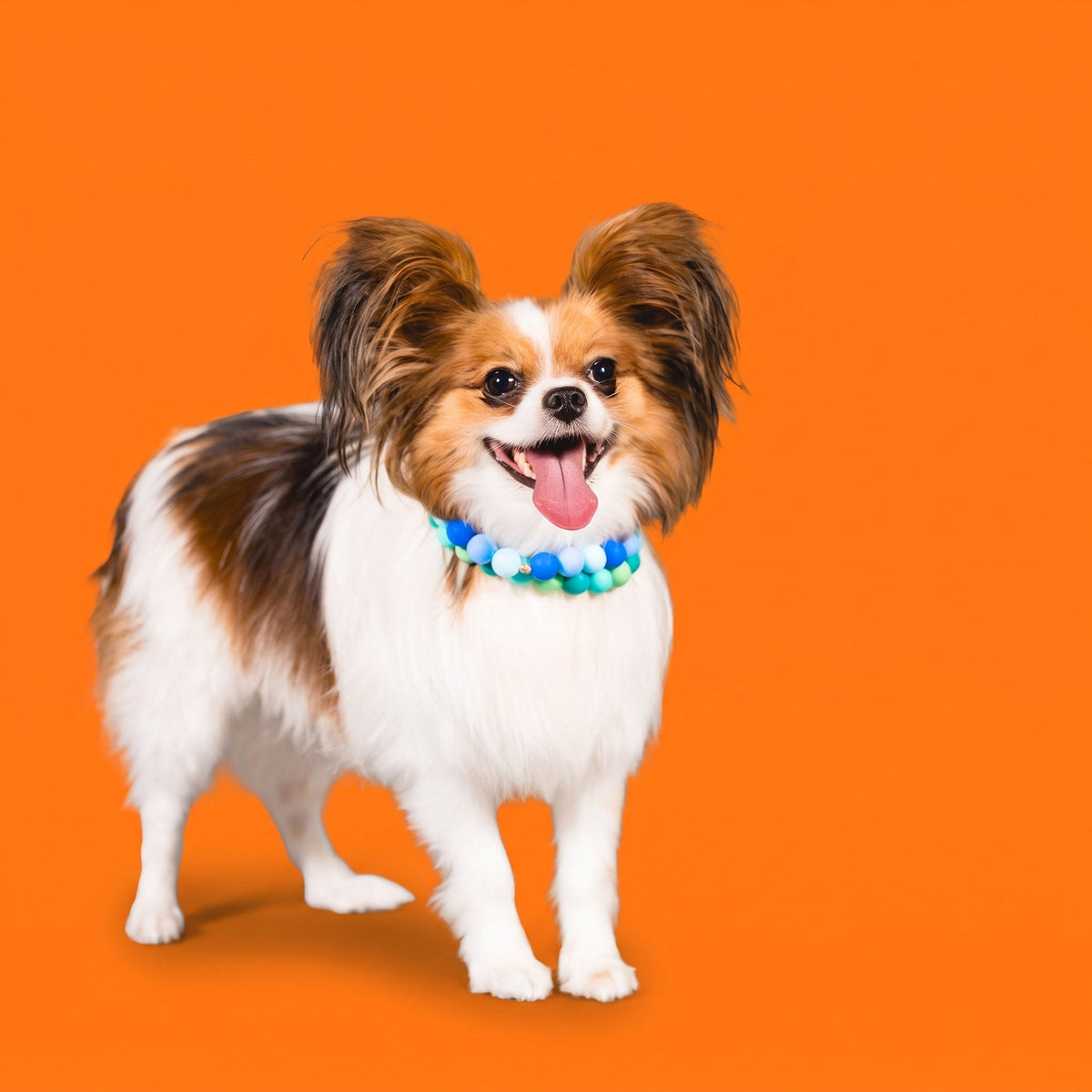 A papillon wearing a Gemmies beaded collar on a candy-colored studio backdrop