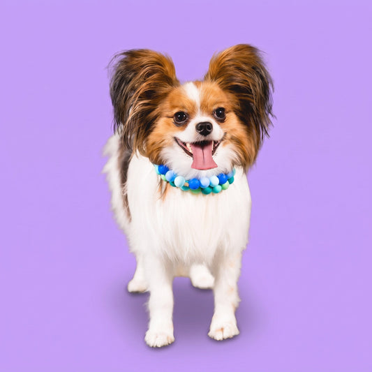 A papillon wearing a Gemmies beaded collar on a candy-colored studio backdrop