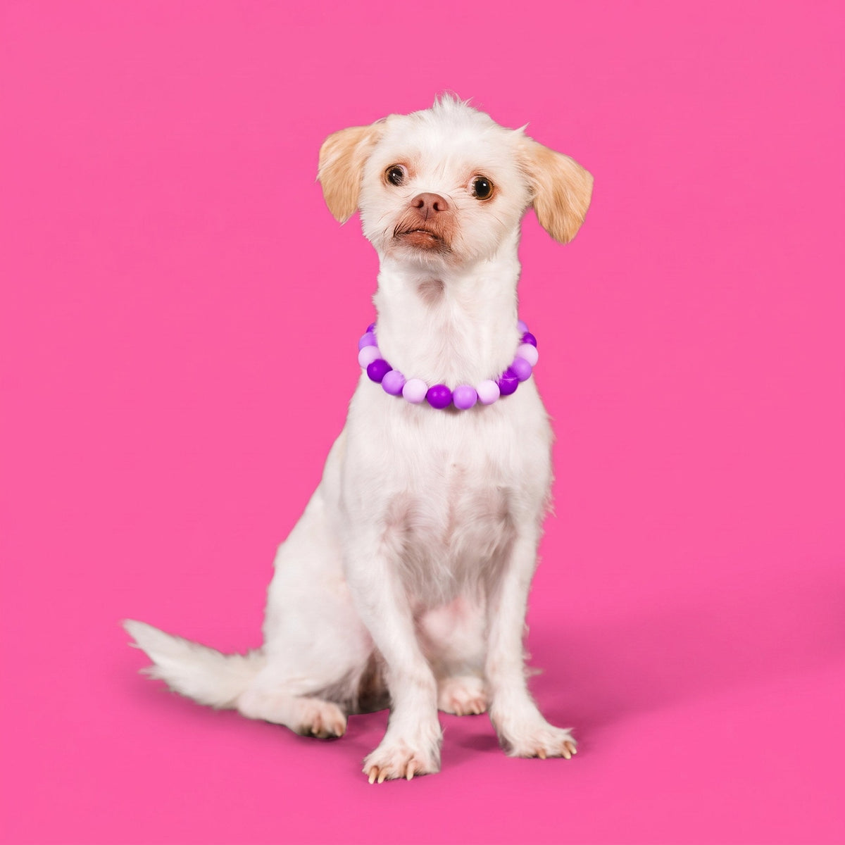 A small white dog wearing a Gemmies beaded collar on a candy-colored studio backdrop
