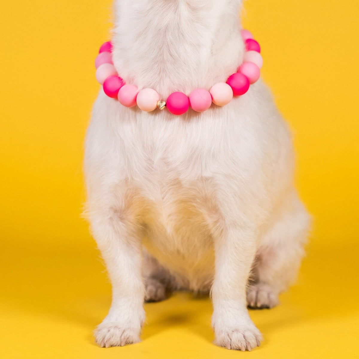 Close-up of a pink Gemmies beaded collar on a small white dog