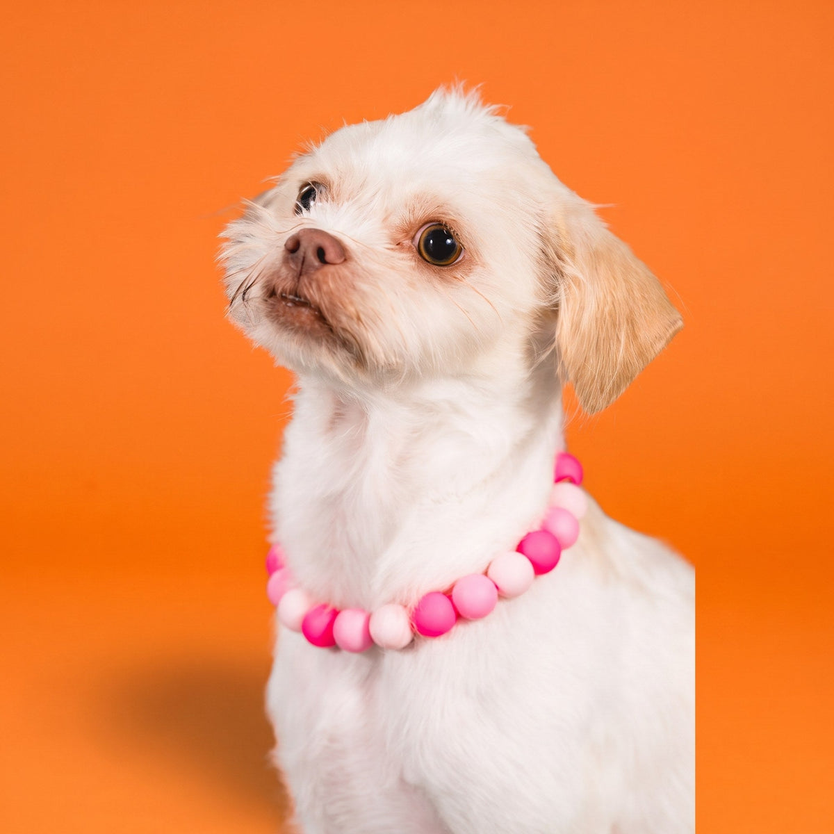 A small white dog wearing a Gemmies beaded collar on a candy-colored studio backdrop