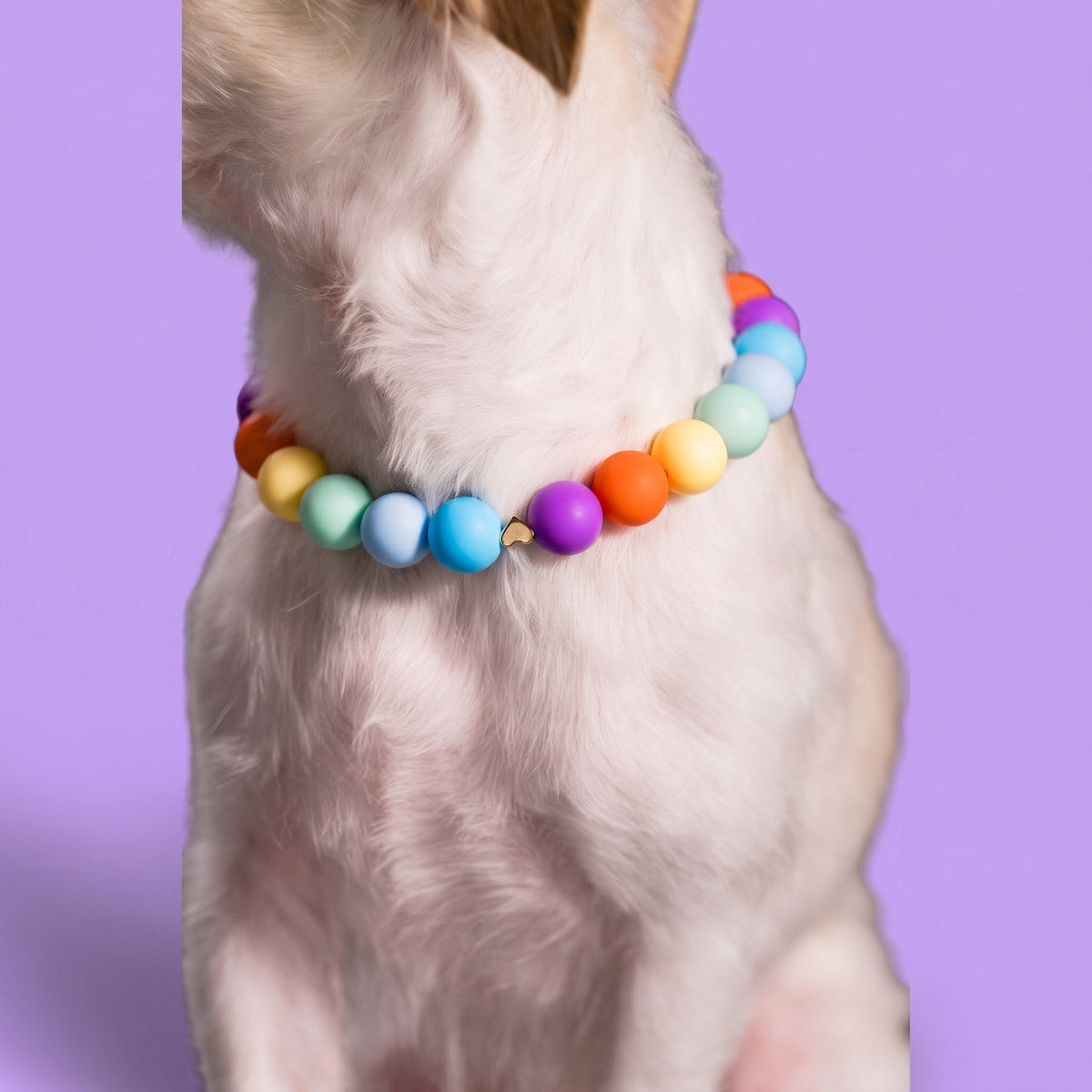 Close-up of a rainbow Gemmies beaded collar on a small white dog