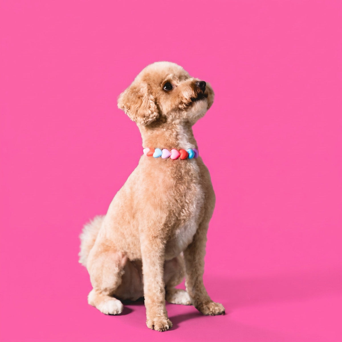 A goldendoodle wearing a Gemmies beaded collar on a candy-colored studio backdrop