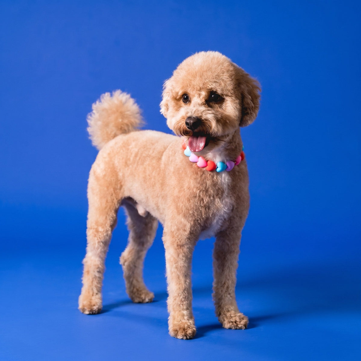 A goldendoodle wearing a Gemmies beaded collar on a candy-colored studio backdrop