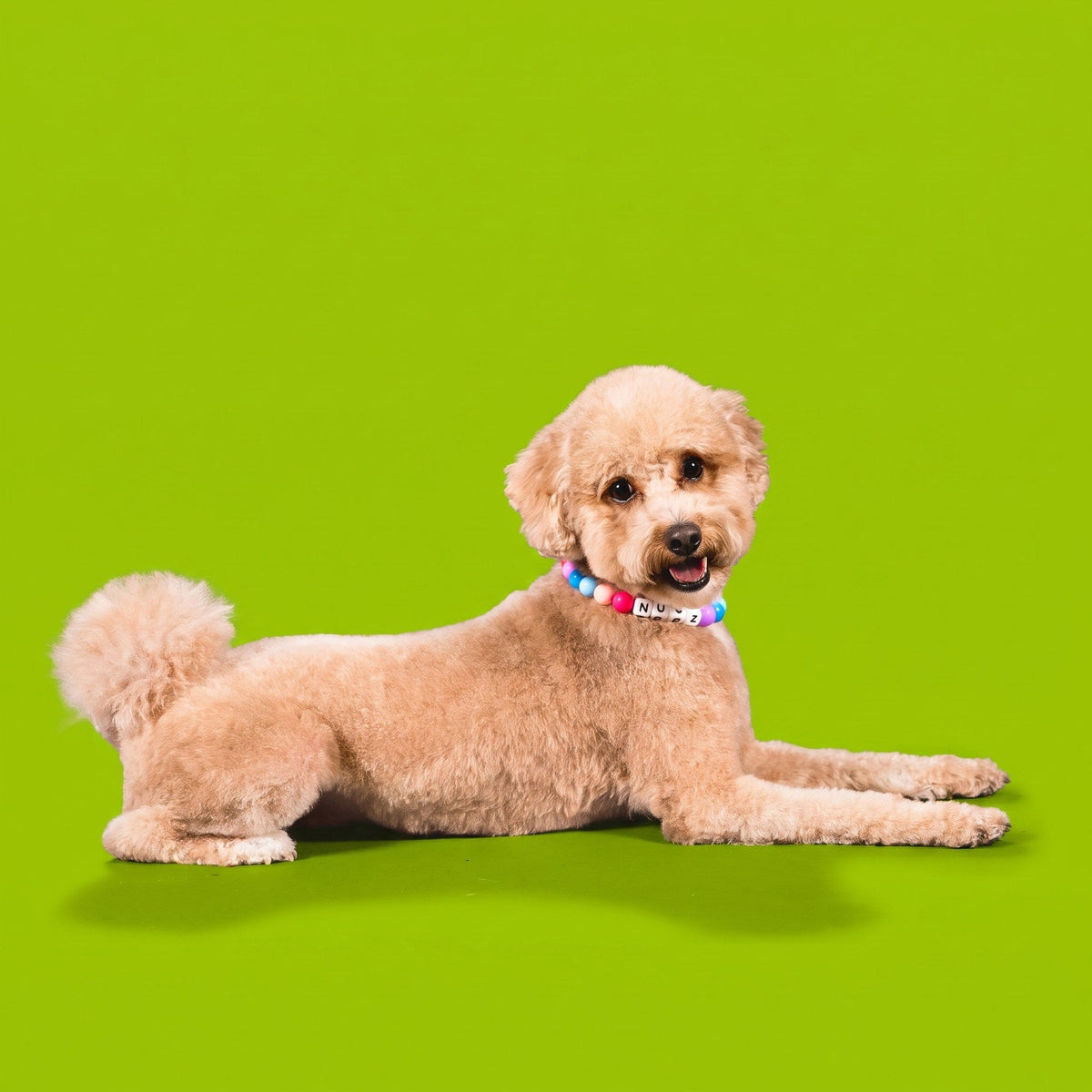 A goldendoodle wearing a Gemmies beaded collar on a candy-colored studio backdrop