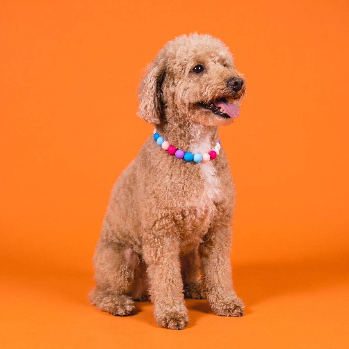 Close-up of a Gemmies beaded collar on a goldendoodle