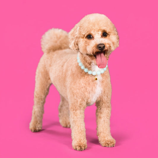 A goldendoodle wearing a Gemmies beaded collar on a candy-colored studio backdrop