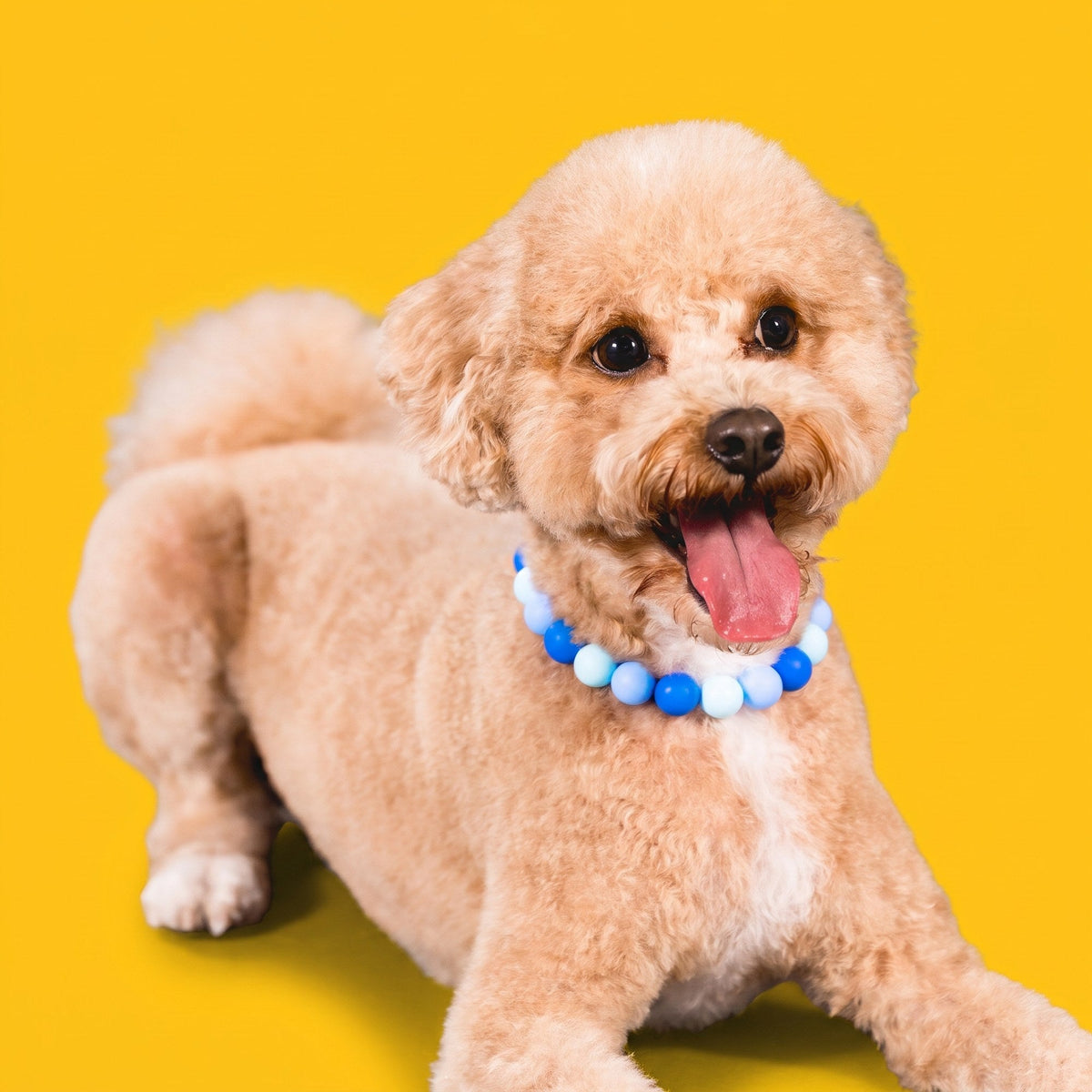 A goldendoodle wearing a Gemmies beaded collar on a candy-colored studio backdrop
