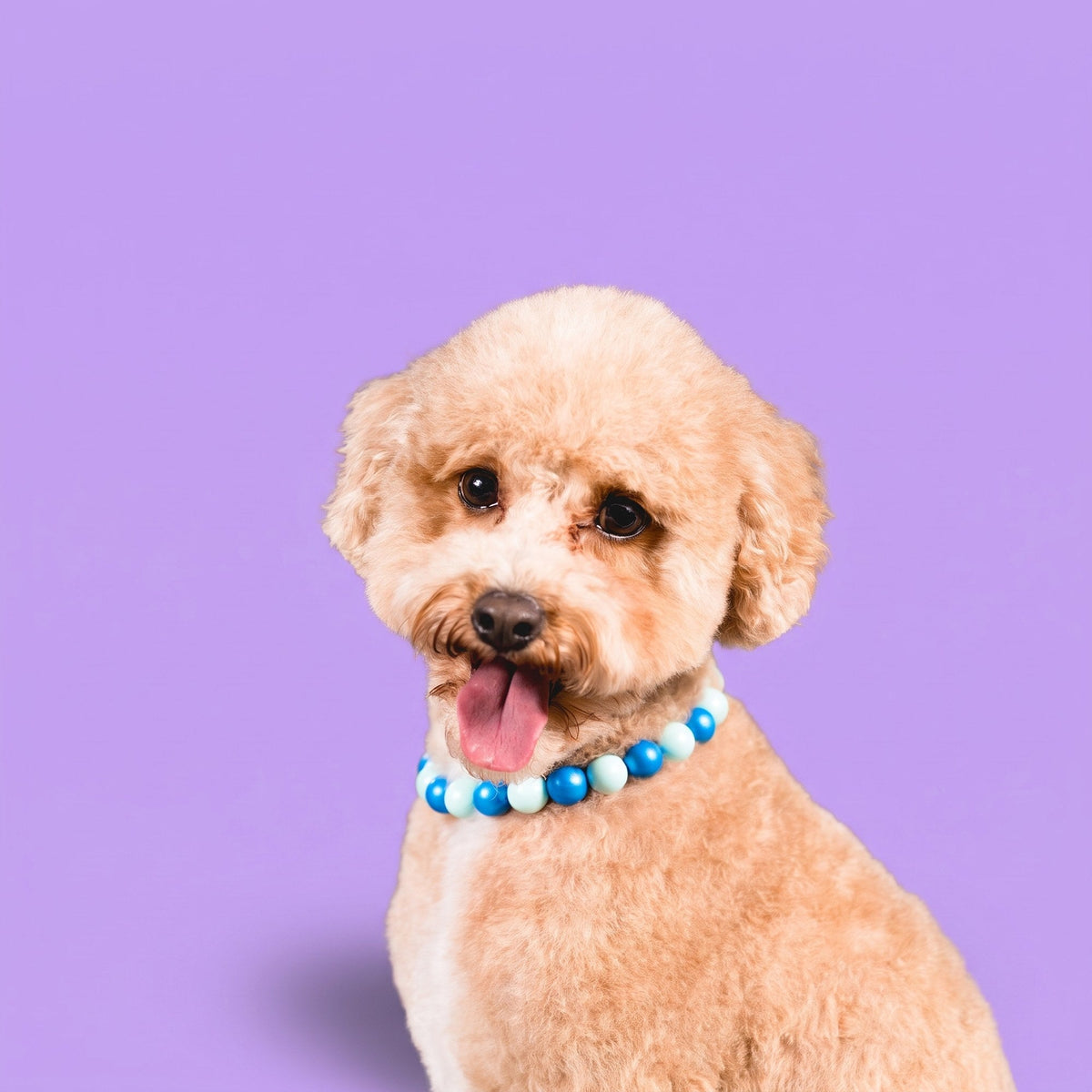 A goldendoodle wearing a Gemmies beaded collar on a candy-colored studio backdrop