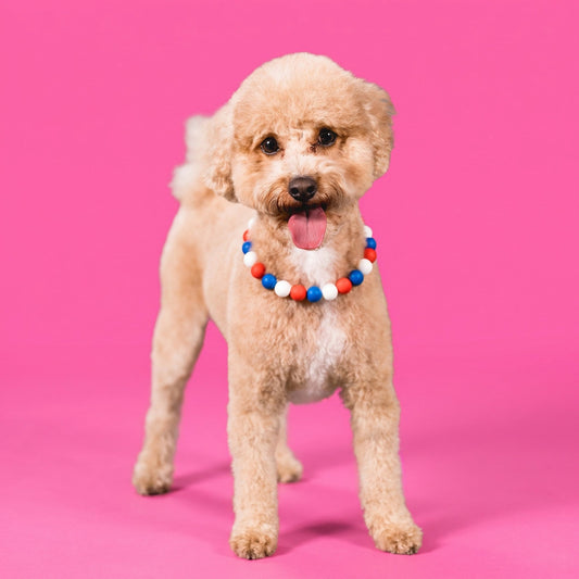 A goldendoodle wearing a Gemmies beaded collar on a candy-colored studio backdrop