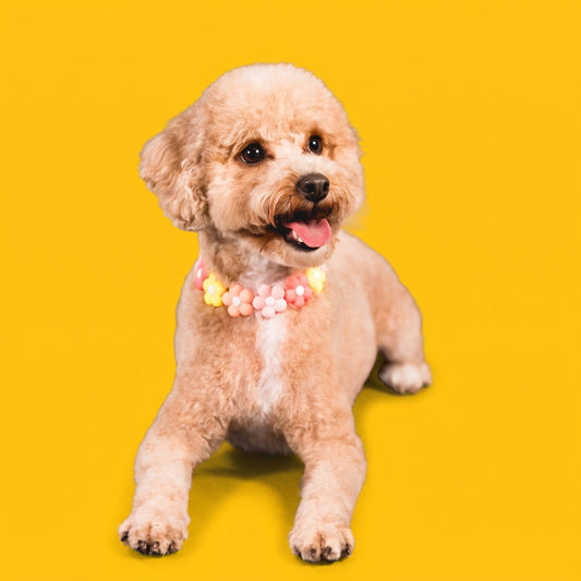 A goldendoodle wearing a Gemmies beaded collar on a candy-colored studio backdrop