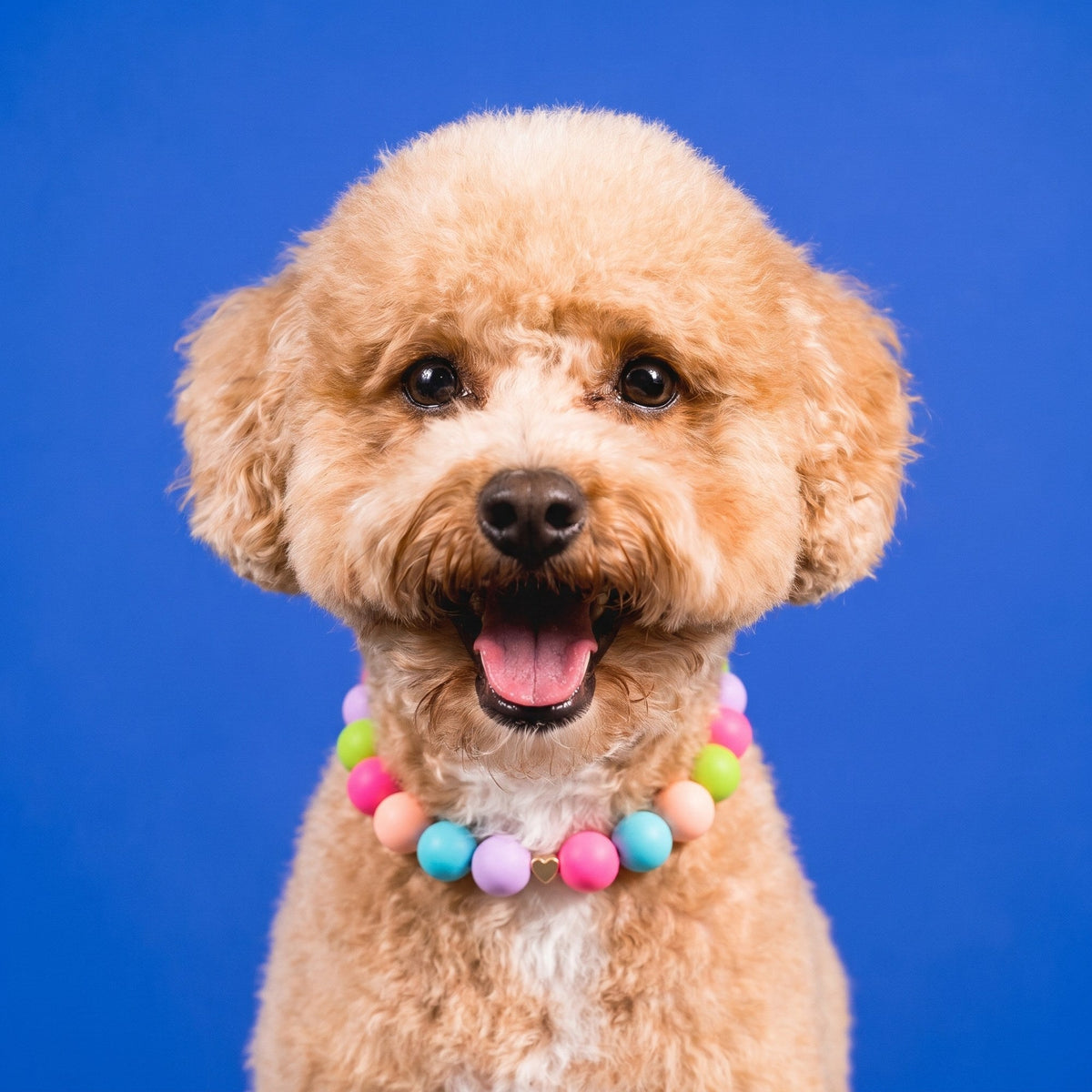 Nugz the goldendoodle wearing the Gemmies Summer Candy beaded collar